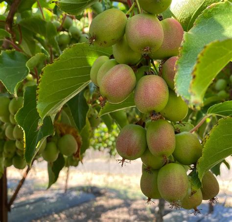 Kiwi Berry season is here! - Superfresh Growers