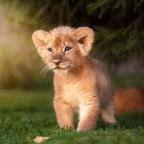 Little big kittens – meet the sweetest big cat cubs | Baby lion cubs, Lions photos, Cute animals ...