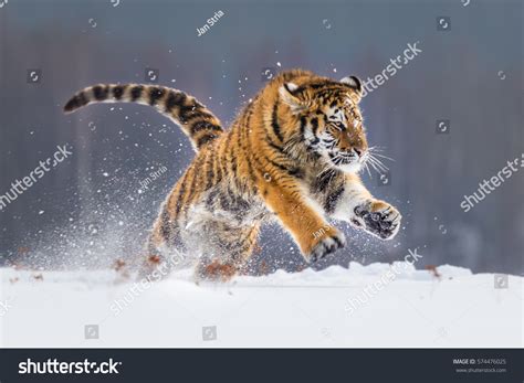 Siberian Tiger Running Snow Beautiful Dynamic Stock Photo 574476025 | Shutterstock