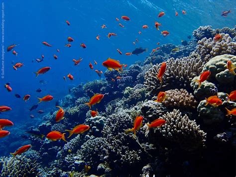 Snorkeling the Red Sea | The best snorkeling spots of the Red Sea