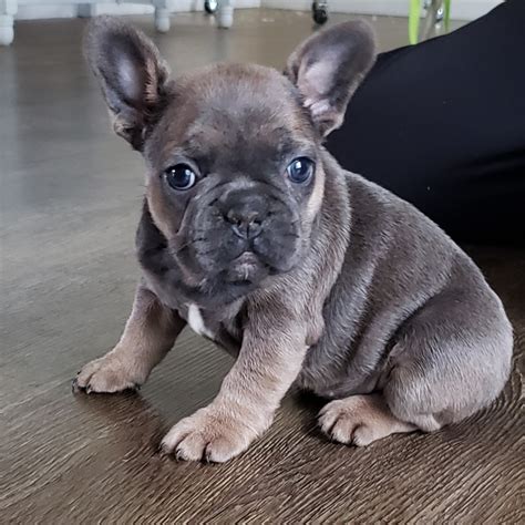 French Bulldog Puppies For Sale | Township of Greenwood, MI #312017