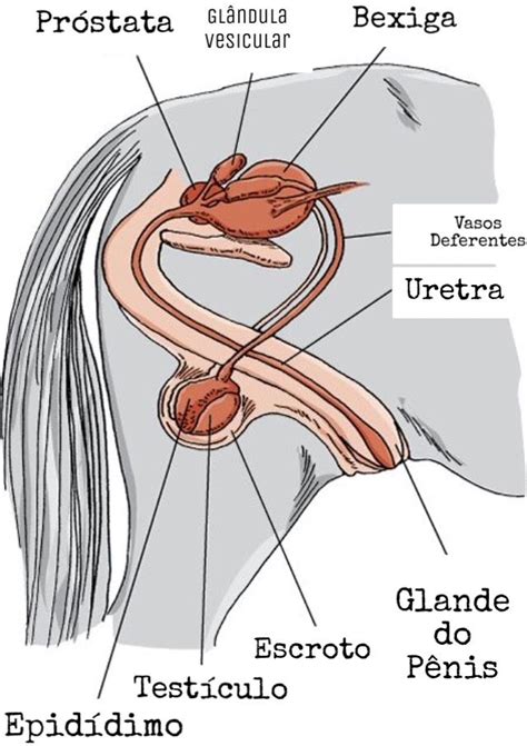 Pin by Laiza Genuel on Vet | Equine veterinary, Horse anatomy, Horse care