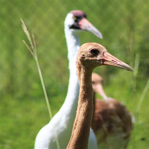 Whooping Crane Family Released into the Wild - White Oak Conservation