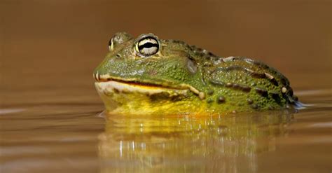 African Bullfrog - A-Z Animals