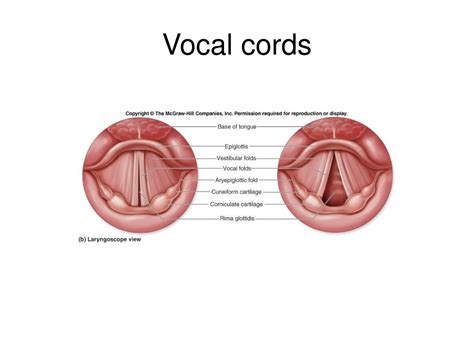 PPT - Human Anatomy PowerPoint Presentation, free download - ID:1704577