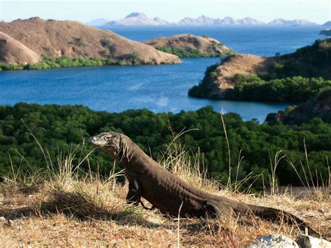 Komodo Island Tour | Thrilling Walk with Dragons | Hello Flores