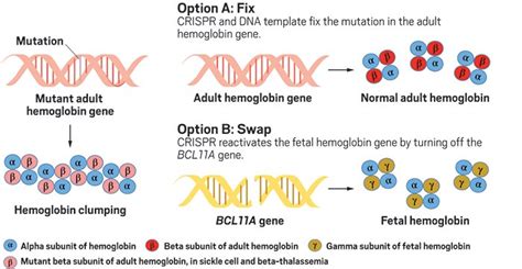 In a revolutionary experiment scientists are using the Gene editing ...