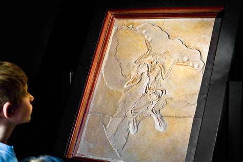 Archaeopteryx Life Sized Fossil Replica Wall Mount — The Prehistoric Store