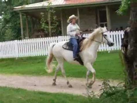 Missouri Fox Trotter Gait - Meramec Farm Cabins and Gaited Breeds Trail Rides - YouTube