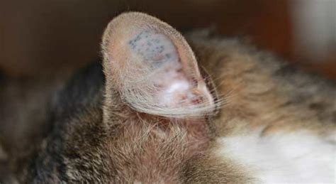 6 Fastest Way to Get Rid of Ear Mites in Cats - HowFlux