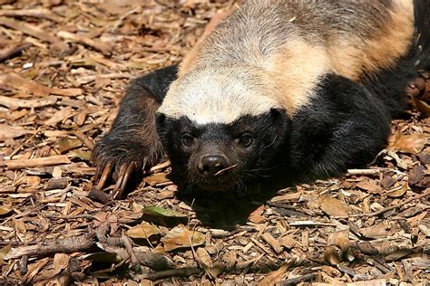 10 True Facts About The Legendary Honey Badger - WorldAtlas