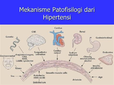 Patofisiologi Hipertensi, Proses Perjalanan Penyakit Hipertensi yang Diacuhkan Banyak Orang