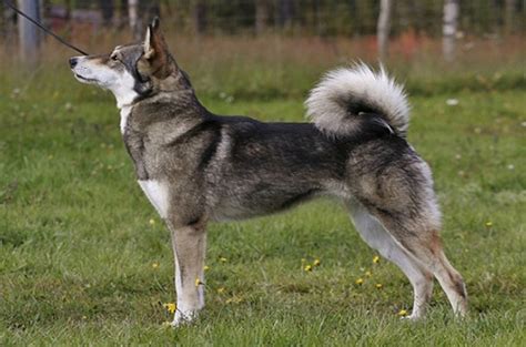 East Siberian Laika Dog Breed Information, Images, Characteristics, Health