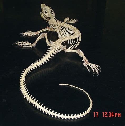 Varanid lizard skeleton | Knogler, Tegning, Drager