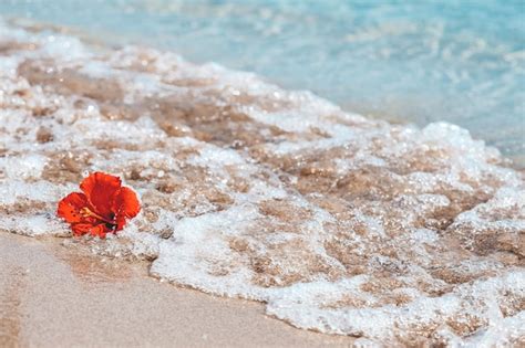 Premium Photo | Hibiscus on tropical beach in a sea wave