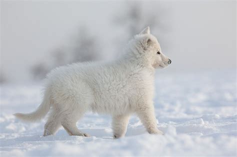 Tracy the Arctic Wolf Cub | Snow wolf, Arctic wolf, Wolf puppy