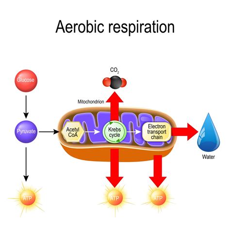 Pyruvate Facts and Oxidation