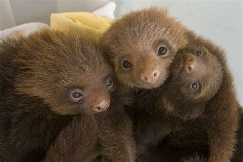 What is a group of sloths called? | The Sloth Conservation Foundation