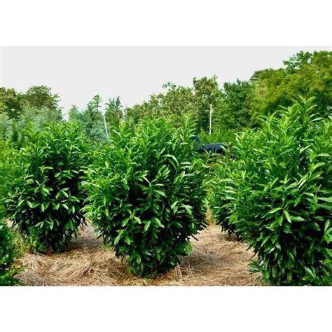 Buy Skip Laurel Online | Bay Gardens Online Nursery | Bay Gardens