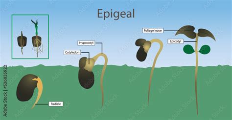 Vetor de illustration of biology, Epigeal germination is a botanical term indicating that the ...