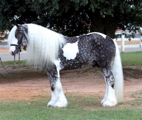 The 8 Most Beautiful And Rare Horses In The World