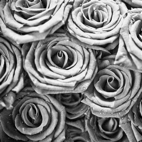 🔥 Download iPad Wallpaper Beautiful Black And White Roses Plant Flower by @mhernandez77 | Pretty ...