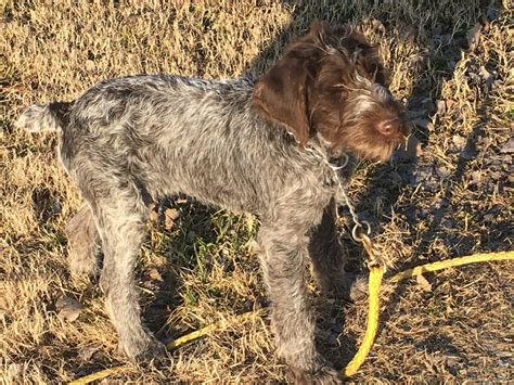 German Wirehaired Pointer Puppies For Sale | Parsons, KS #321916