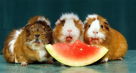 Can Guinea Pigs Eat Watermelon Fruit, Rind Or Seeds?