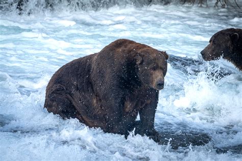 '747' named winner of Fat Bear Week for 2nd time following ballot-stuffing attempt - ABC News