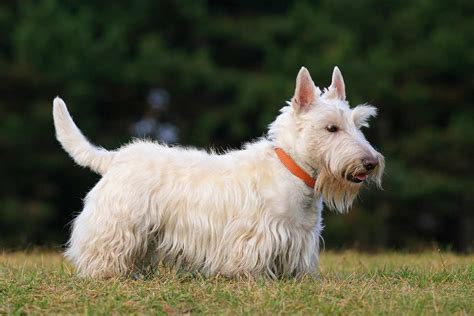 Meet the Scottish Terrier!