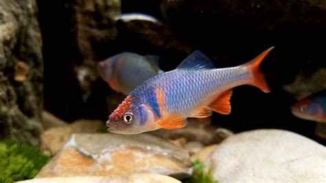 Native North American Fish...Red Fin Shiner : r/Aquariums