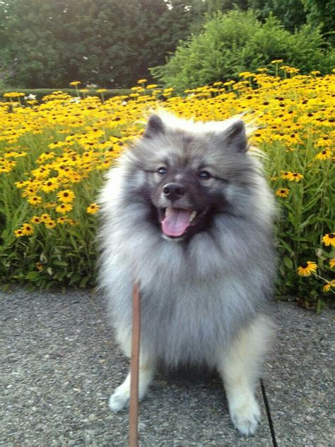 Pin by Carolyn Sanders on animals | Dog mommy, Keeshond puppy, Cute dogs