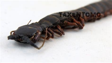 Scolopendra gigantea