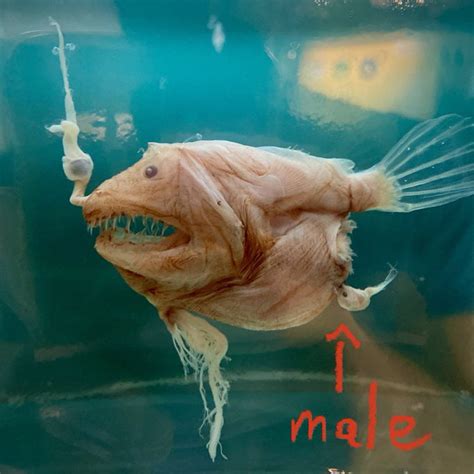 It sucks to be a male anglerfish. They're puny compared to female and incapable of surviving on ...