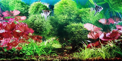 Best Freshwater Aquarium Plants for Beginners | Maryland Aquarium Design, Installation, and ...