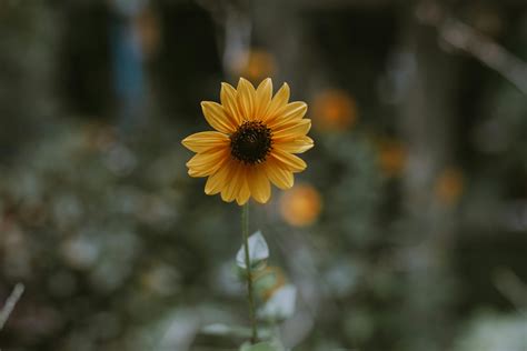 Close-Up Photo of Sunflower · Free Stock Photo