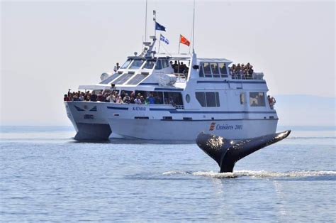 Experience Beluga Whale Watching in the St. Lawrence River!