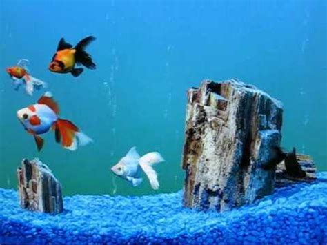 The XP MCE fish aquarium screensaver - YouTube