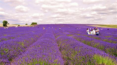 M Travels London: A Beautiful Encounter: Hitchin Lavender Farm