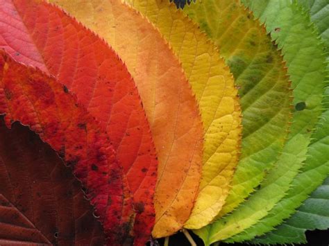 Why Do Leaves Change Color? Here's The Scientific Explanaition
