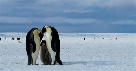 Emperor Penguin Huddle