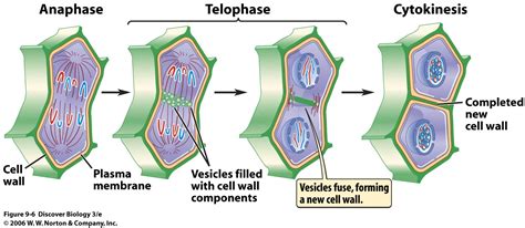 Plant Cell Mitosis Cytokinesis : Difference Between Mitosis and Cytokinesis / In plants, mitosis ...