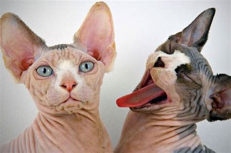 Top 10 Ugliest Cat Breeds - Factspedia