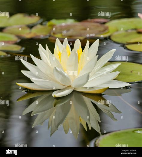 White Lily in Pond Stock Photo - Alamy