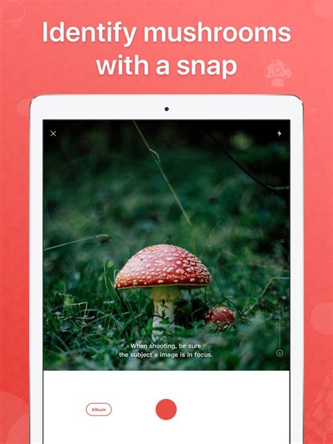 Is There A Mushroom Identification App - Don T Rely On An App To Identify Which Mushrooms You ...