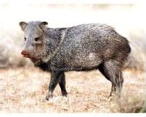 Facts About Collared Peccary - Interesting & Amazing Information On Collared Peccary