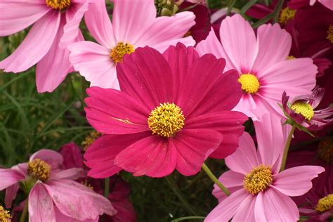 File:Cosmos flower at lalbagh 7075.JPG