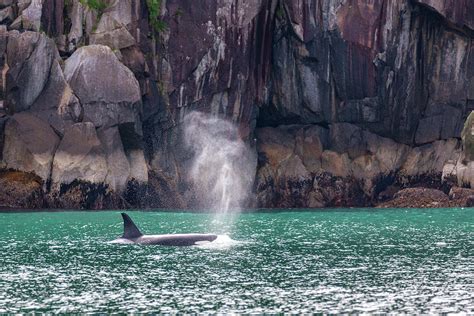 Killer Whale in Kenai Fjords 7 Photograph by Alex Mironyuk | Fine Art America