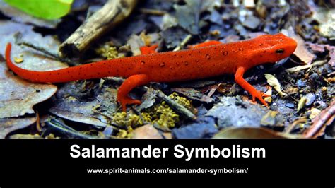 Salamander Symbolism - YouTube