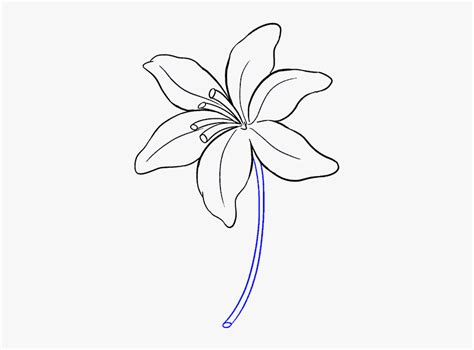 Lily Flower Drawing Easy, HD Png Download - kindpng